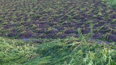 Tovuza dolu yağdı - FOTO